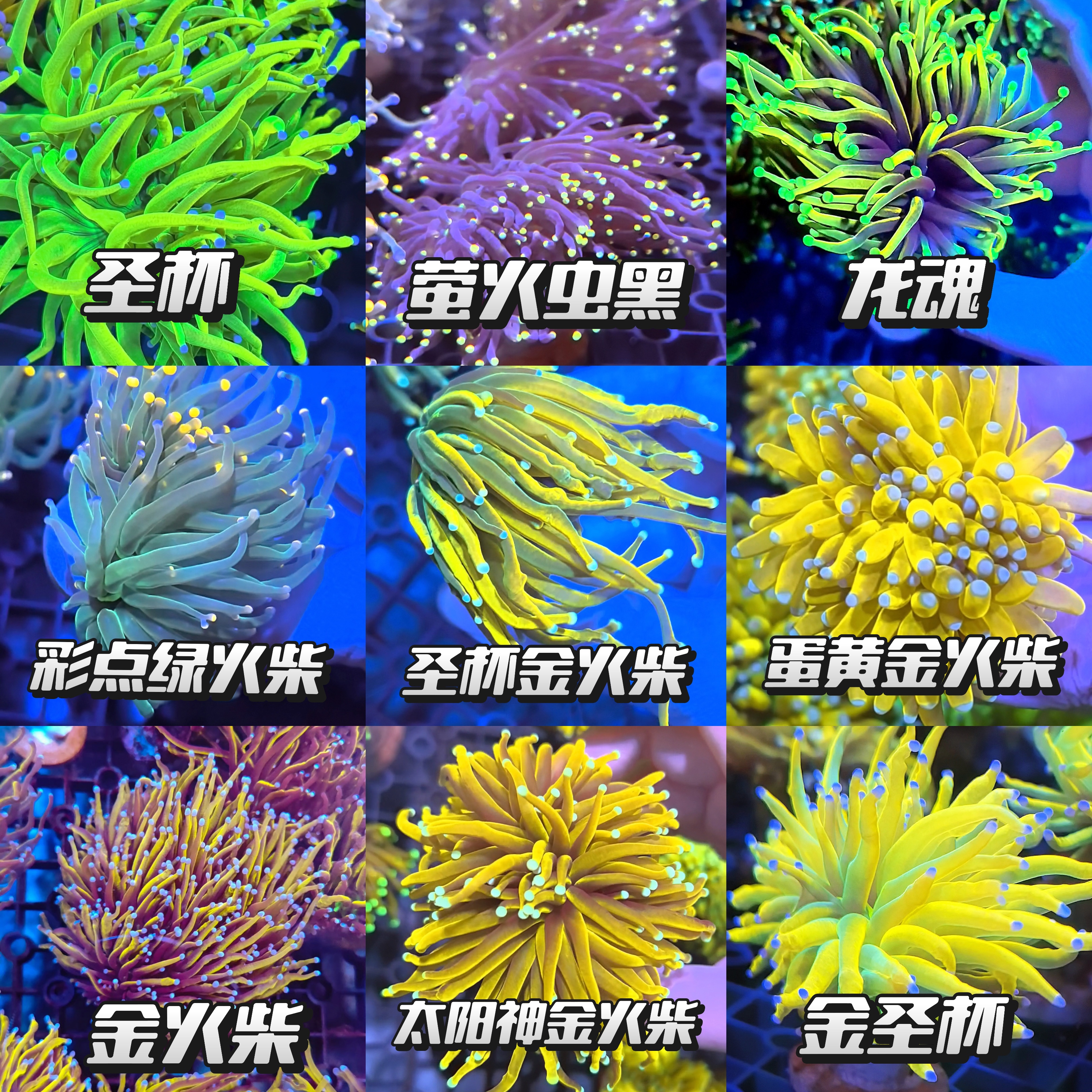 火柴珊瑚（一物一拍）以直播间挑选的头数及品相为准