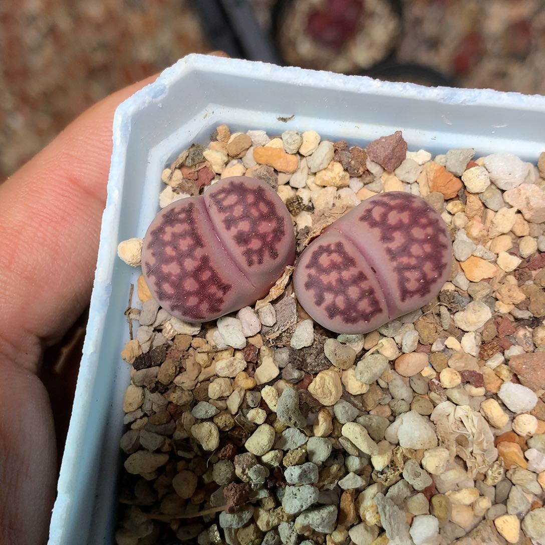 D312多肉植物保护