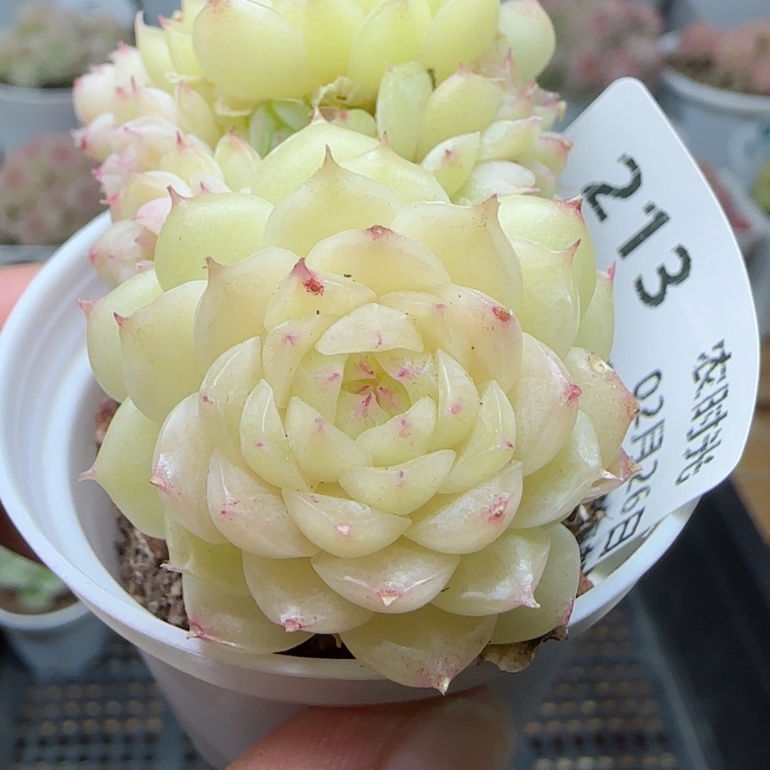 【闪购商品】0226-213麦杆