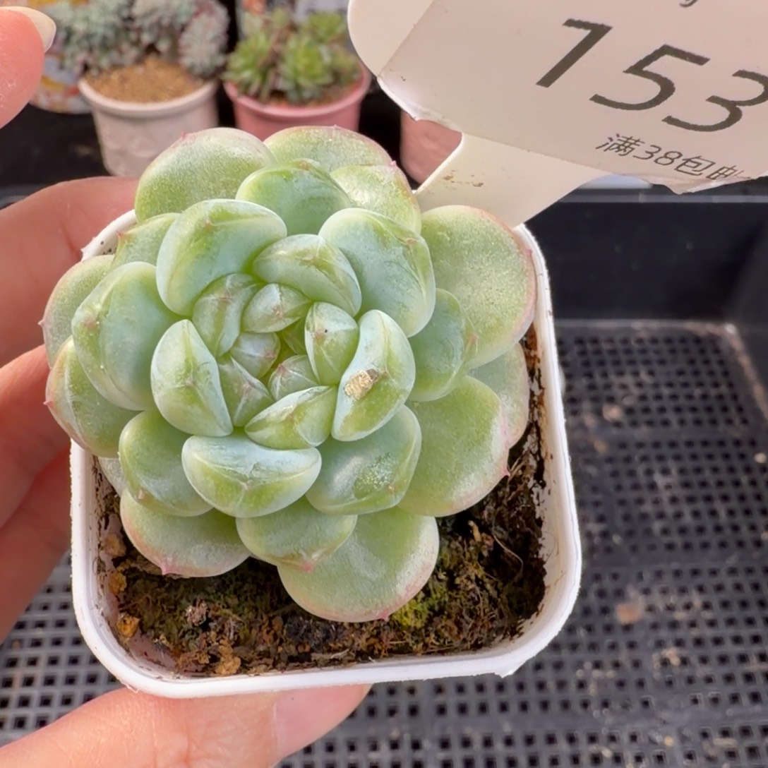 财富密码a微瑕福利153号