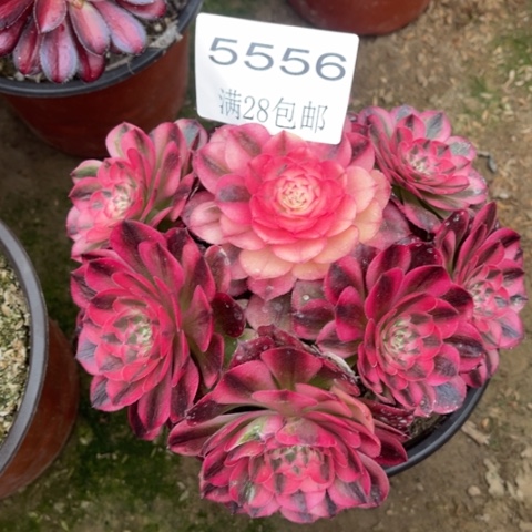 倾城多肉多肉5556