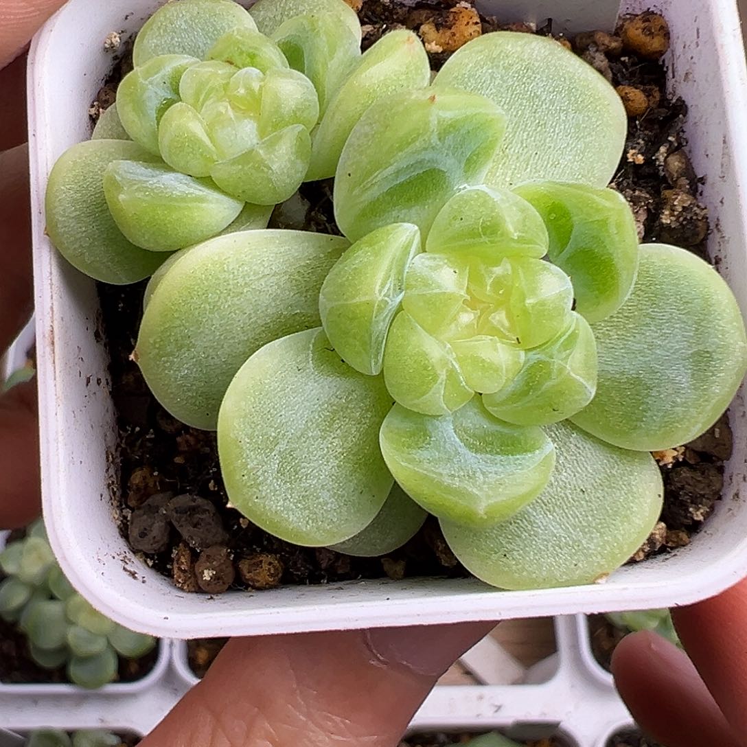 现金财富密码。      