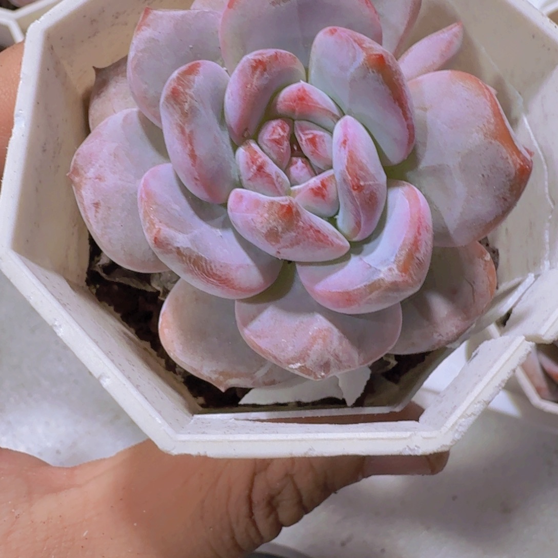 糖心石榴籽三颗八角盆