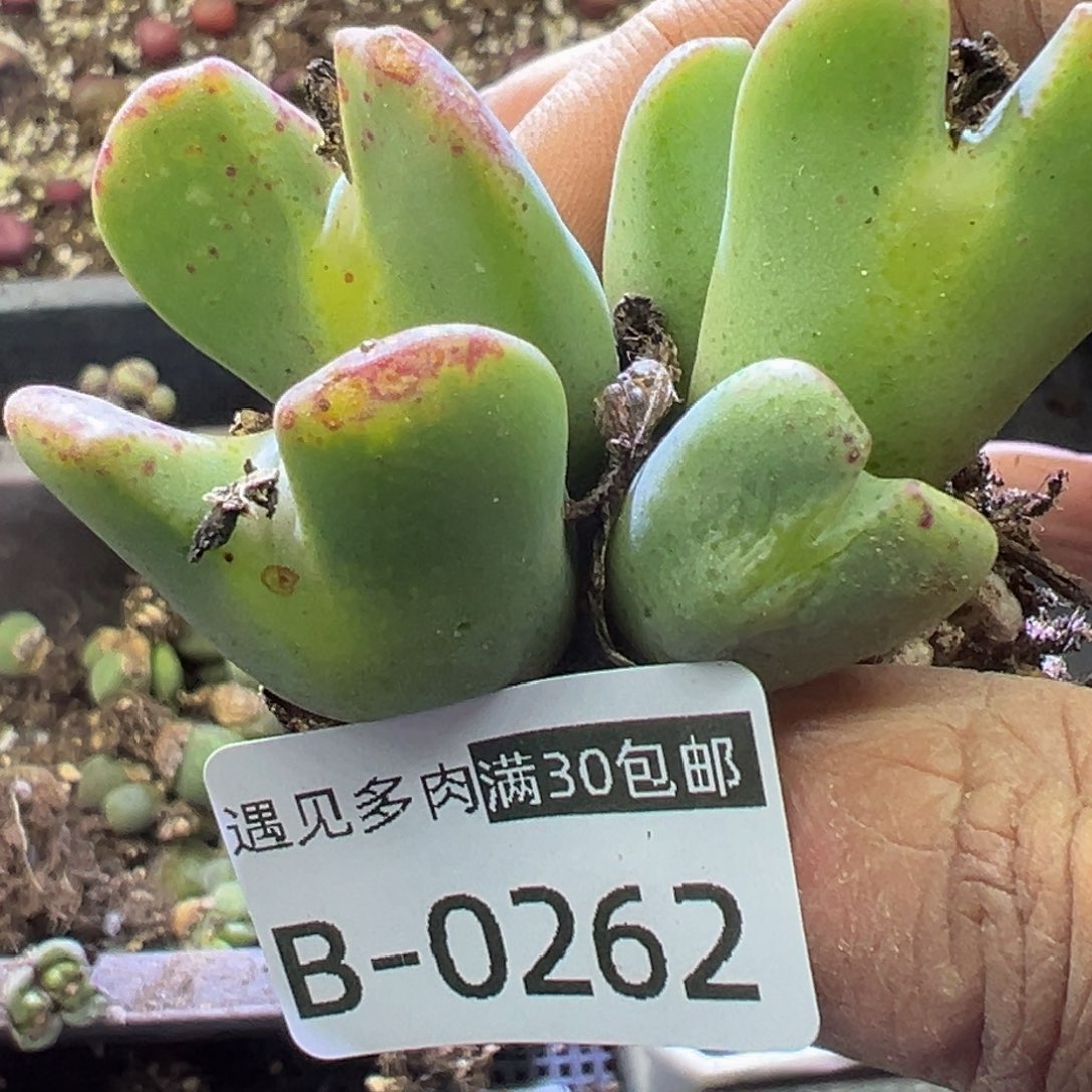 多肉植物11111111111111