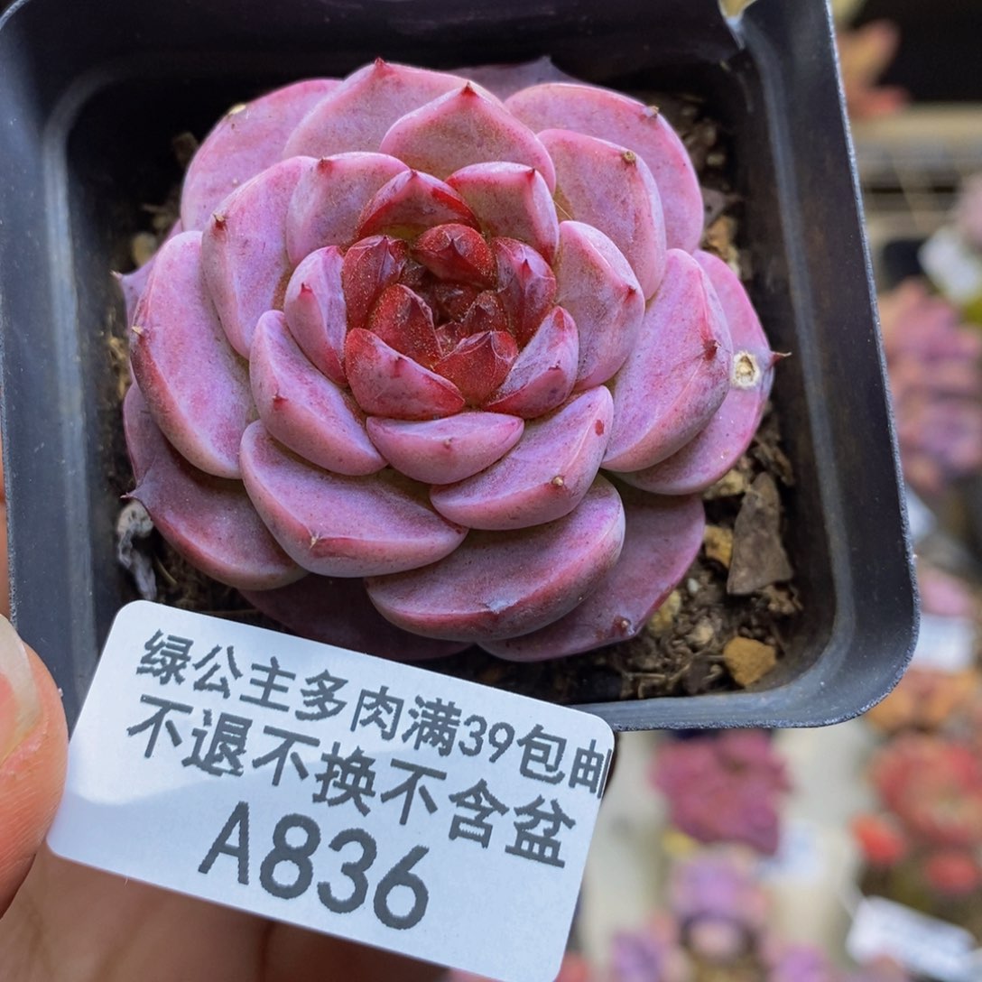 836天鹅绒多肉4c m