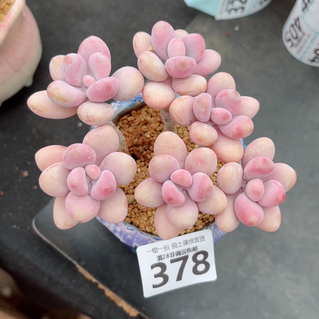 桃蛋老桩无盆土发货