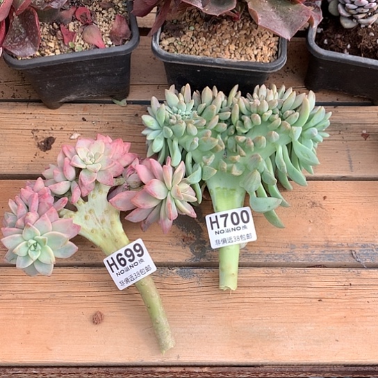 一***鱼淡雪缀2颗699 700