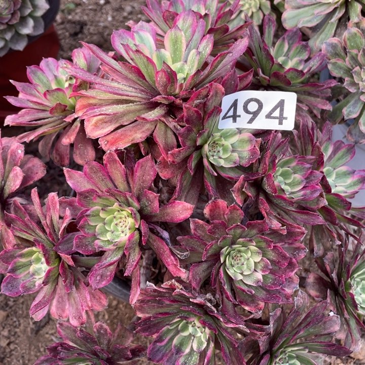 494多肉植物粉霞