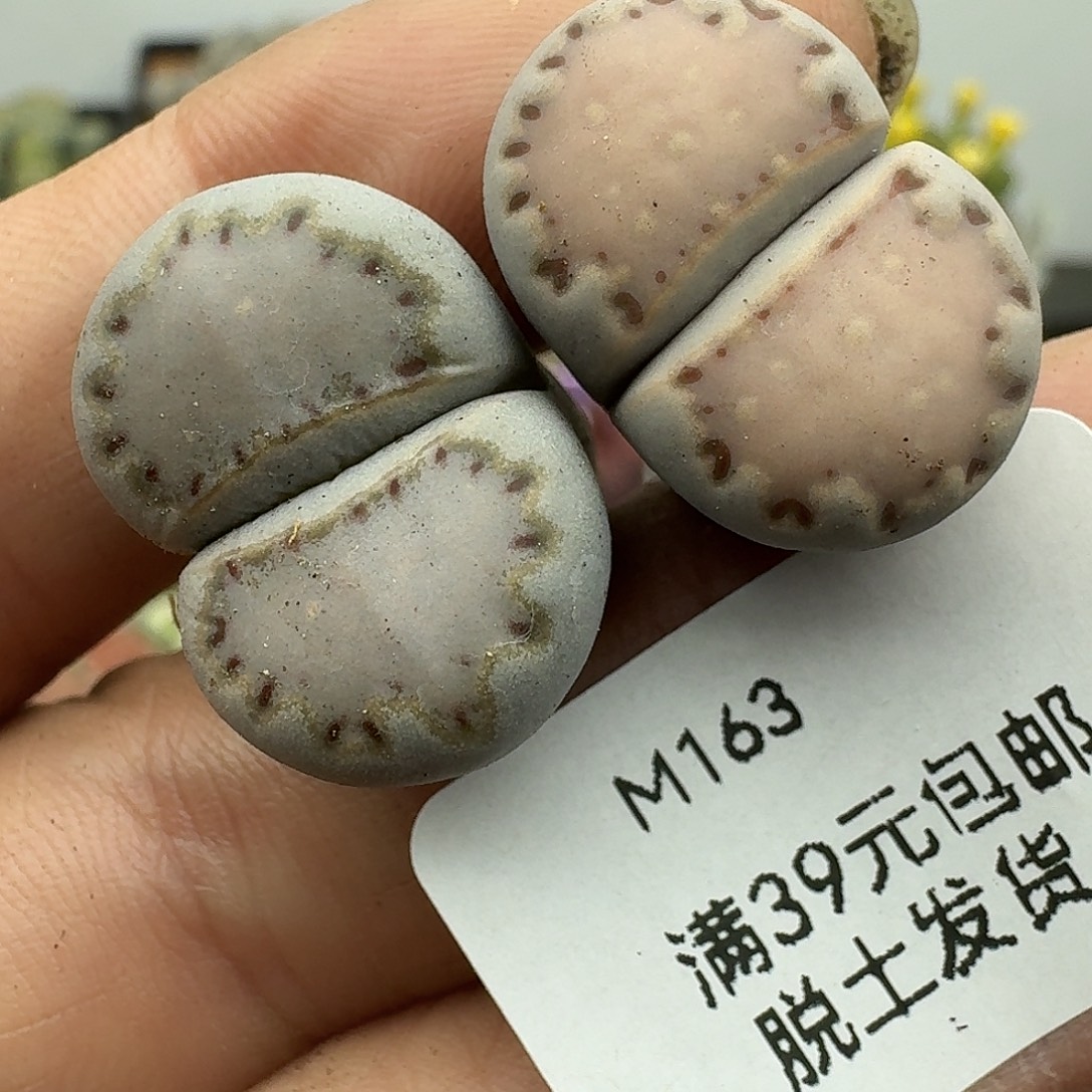 163大热哈哈哈哈哈哈哈