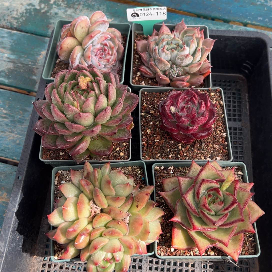 从前慢多肉精选编号0124.118