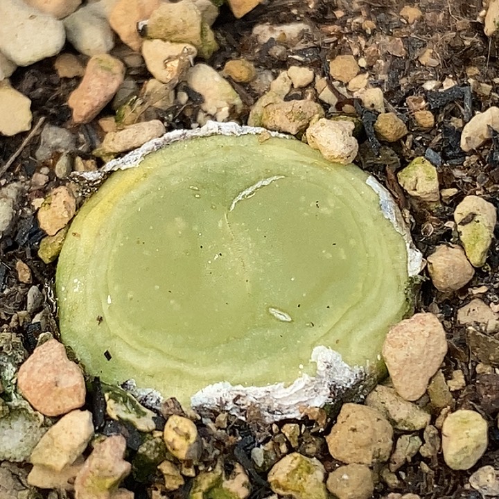 桃喜花园0308-9拉登1.6