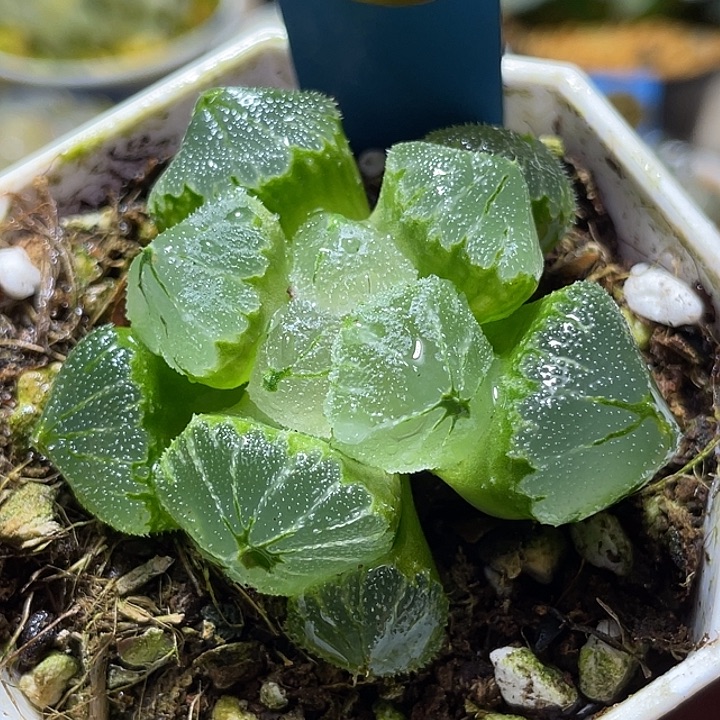 707冰墩墩特选福利