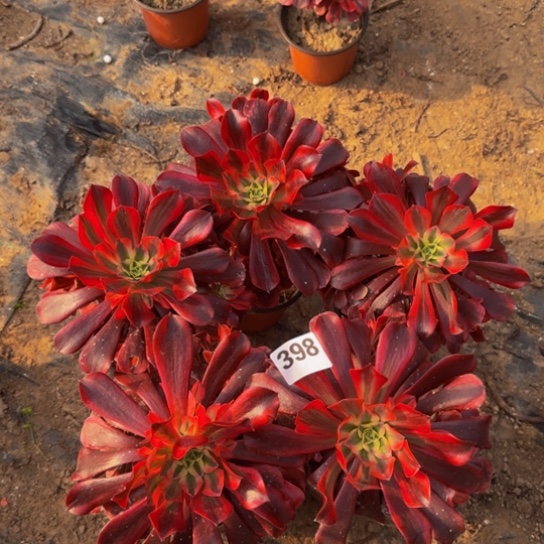 美杜莎5棵3号棚398