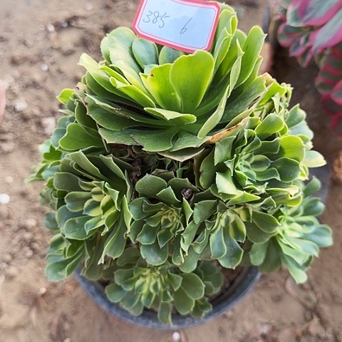多肉植物辛尼亚385