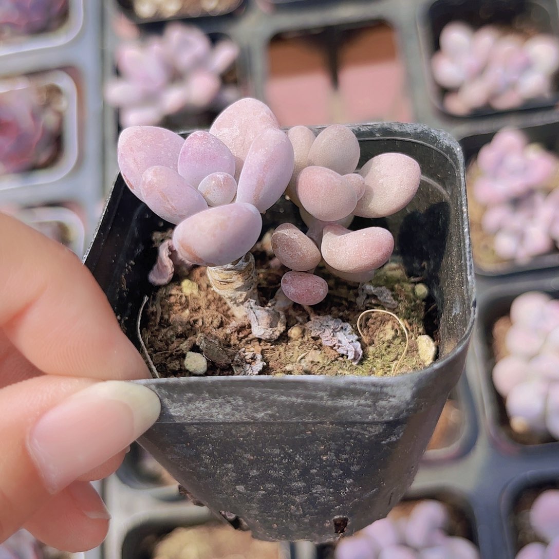 精品桃蛋多肉植物