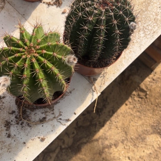 天****康彩草仙人球系列