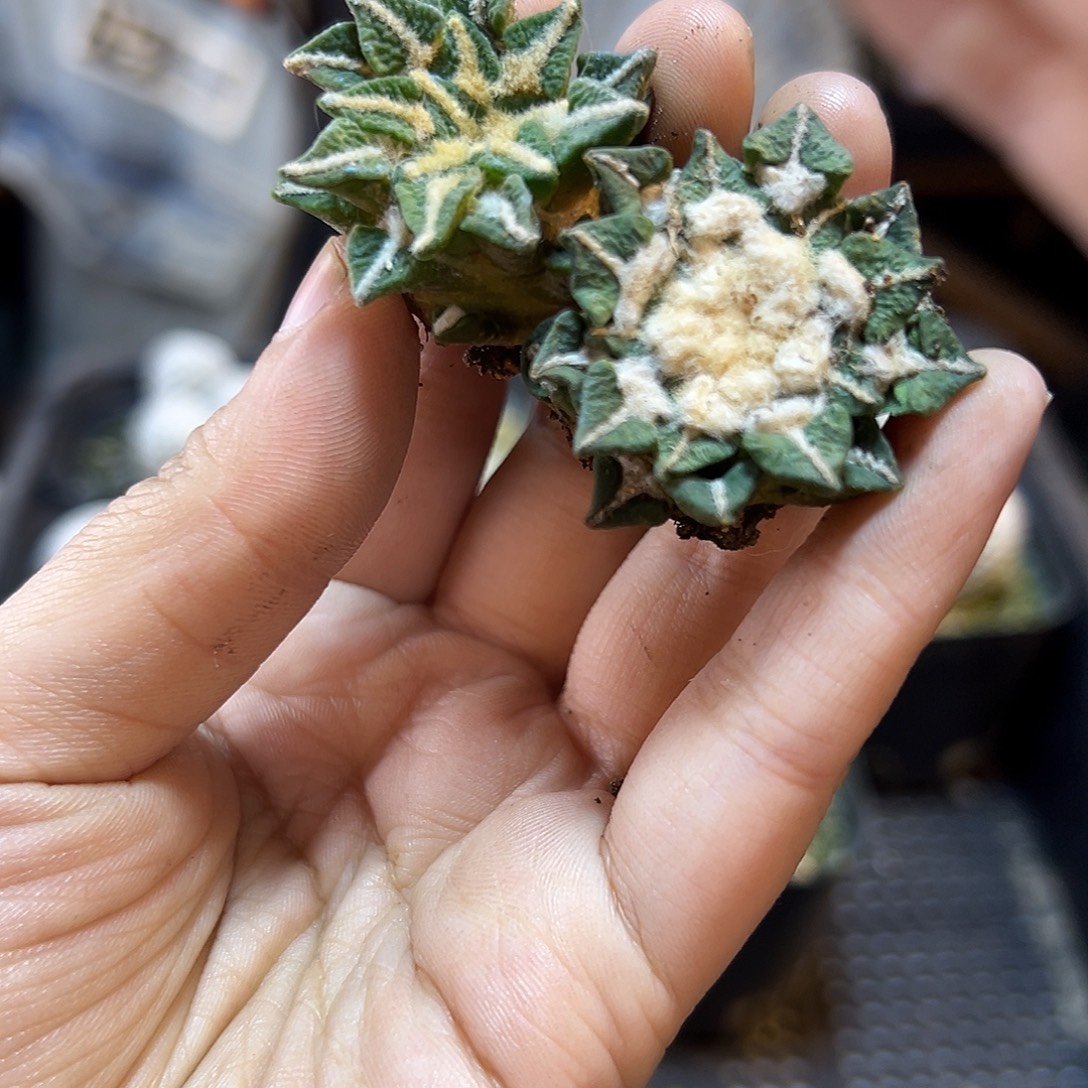 晚场单头自根黑牡丹3公分1颗