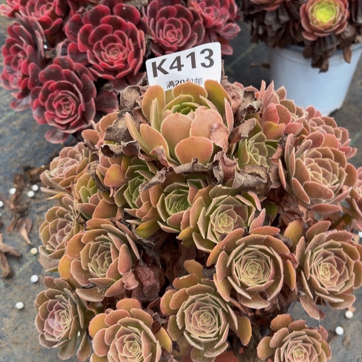 瑞妈多肉植物，413荷兰玫瑰