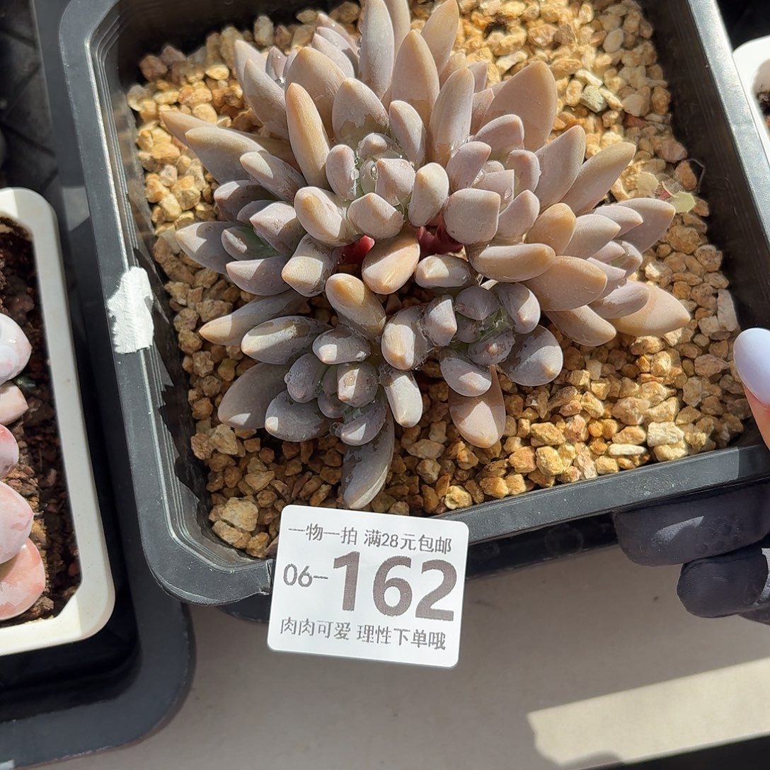 黑加仑无盆土发货无盆