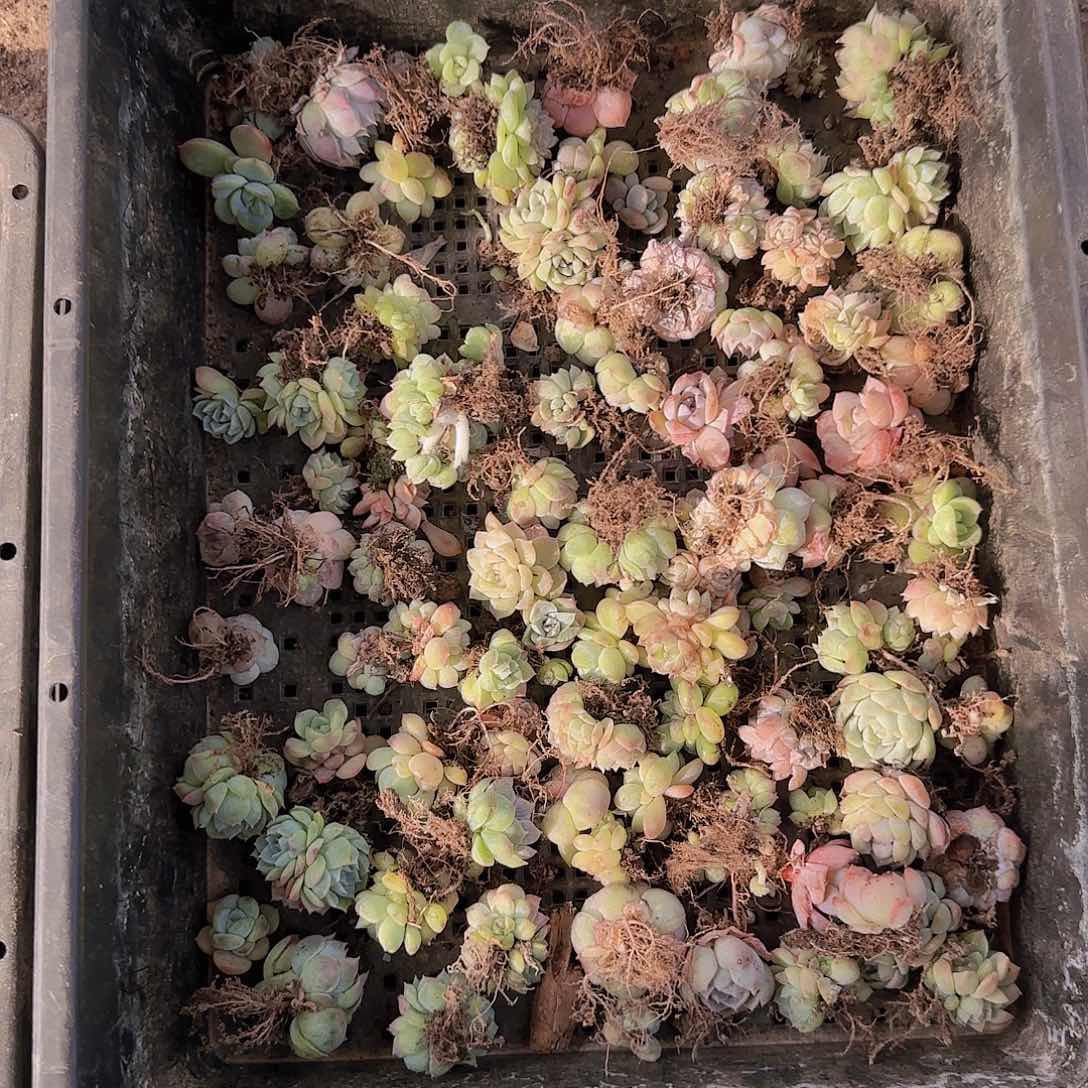 直播一物一拍多肉29