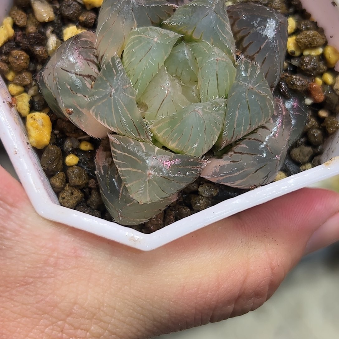 特大赤线锦十二卷多肉植物满