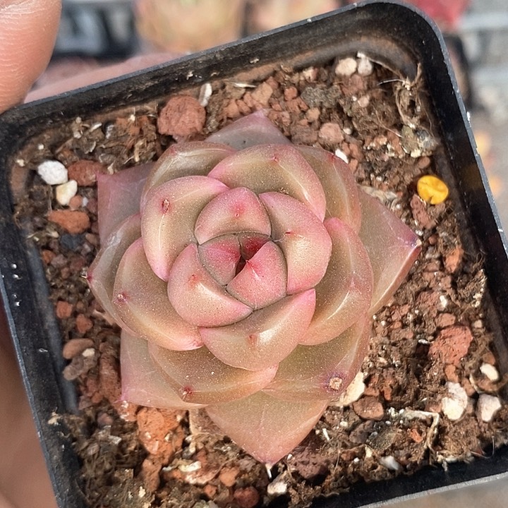 多肉植物一物一拍0209