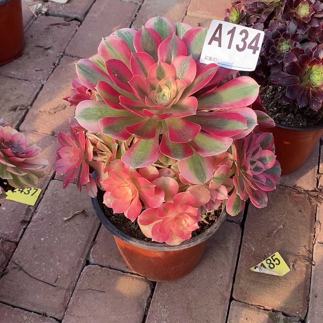 粉女巫多肉法师134