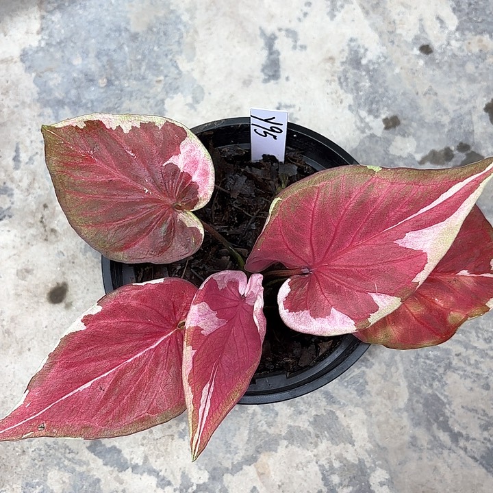 95-0208哆啦A梦彩叶芋广东现货