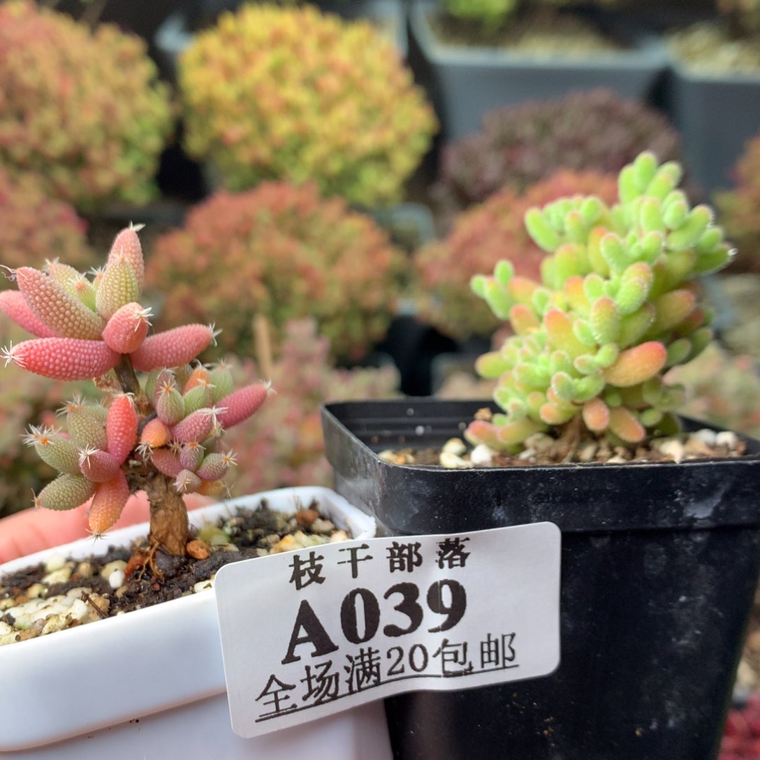 人***天039实生玉米+蜜橘糖球