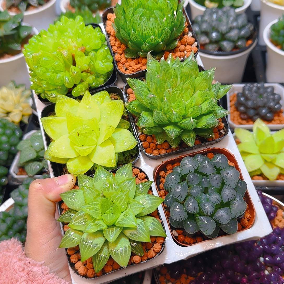 玉露六件套多肉，原盆