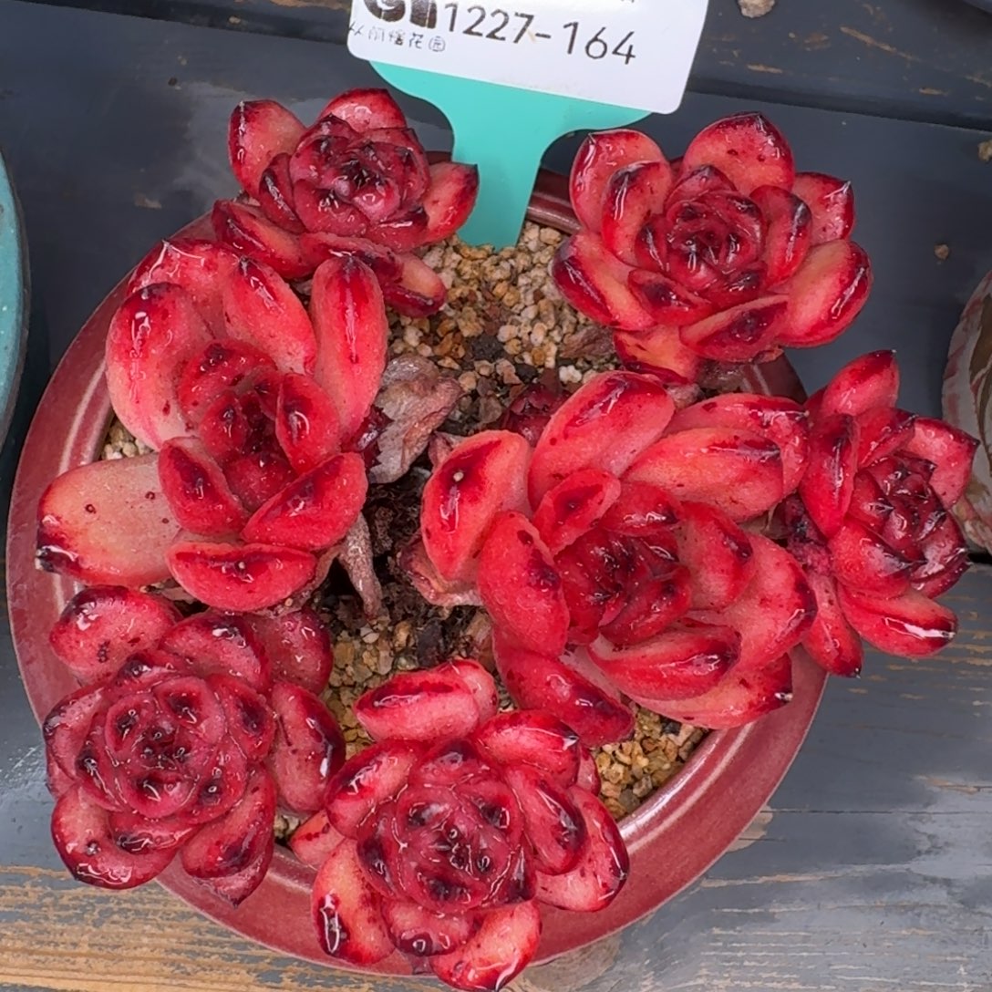 从前慢多肉编号1227-164