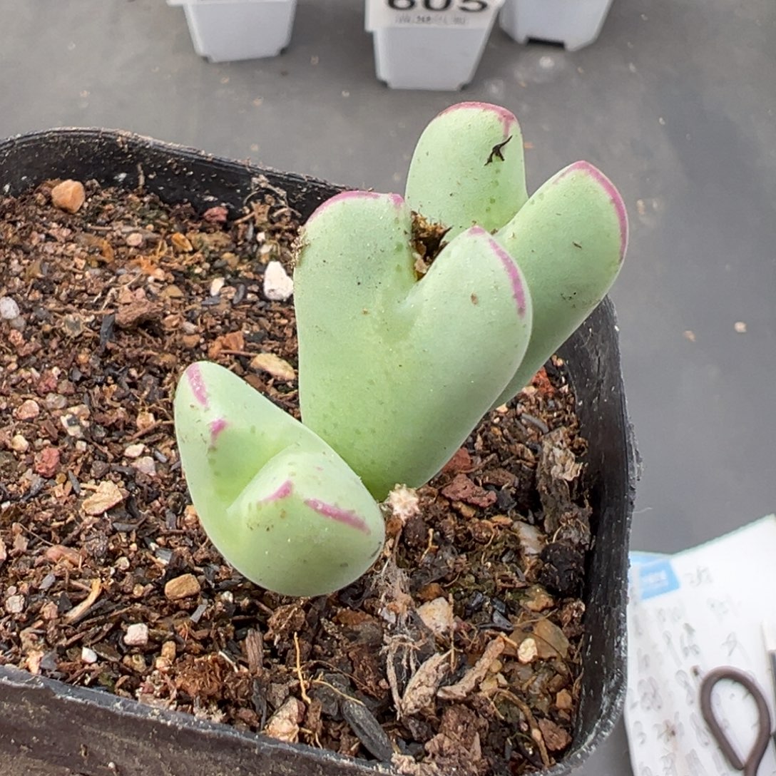 9.19好看的多肉脱土发货632