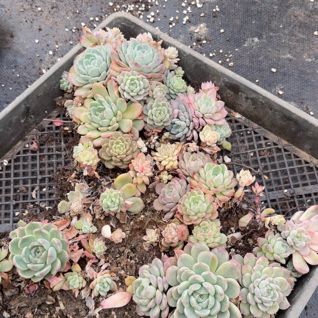 多肉杂交一物一拍23-21