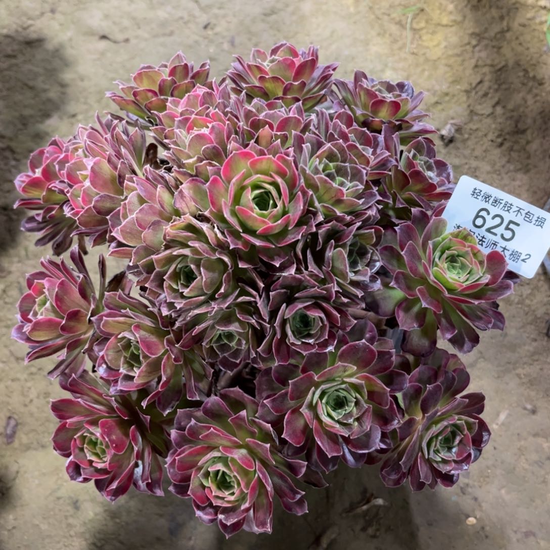 625七彩玫瑰多肉植物法师