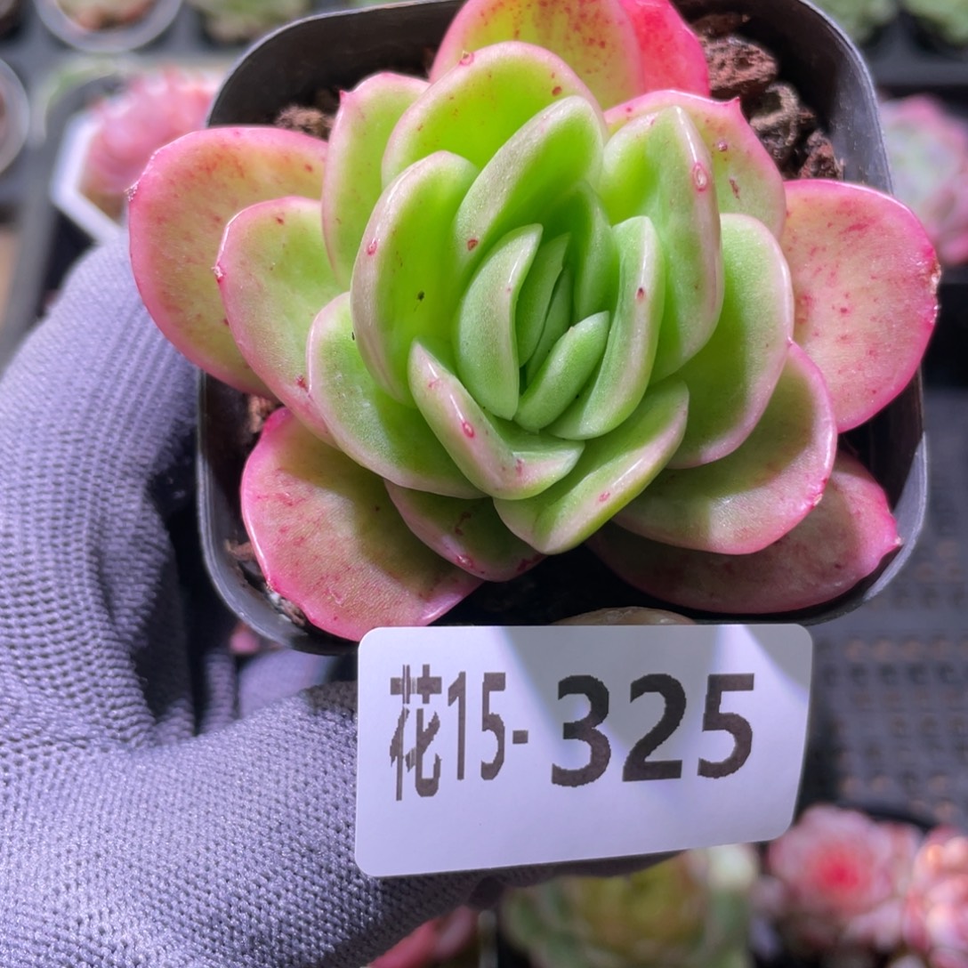 花利美15-325冰玫瑰