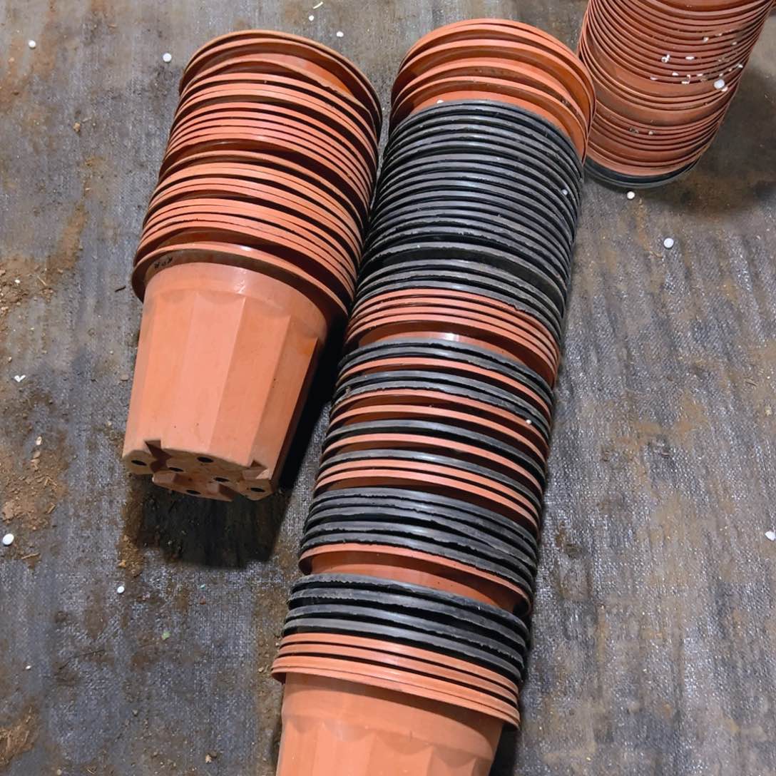 黑红砖盆22口径19高 混发 17个