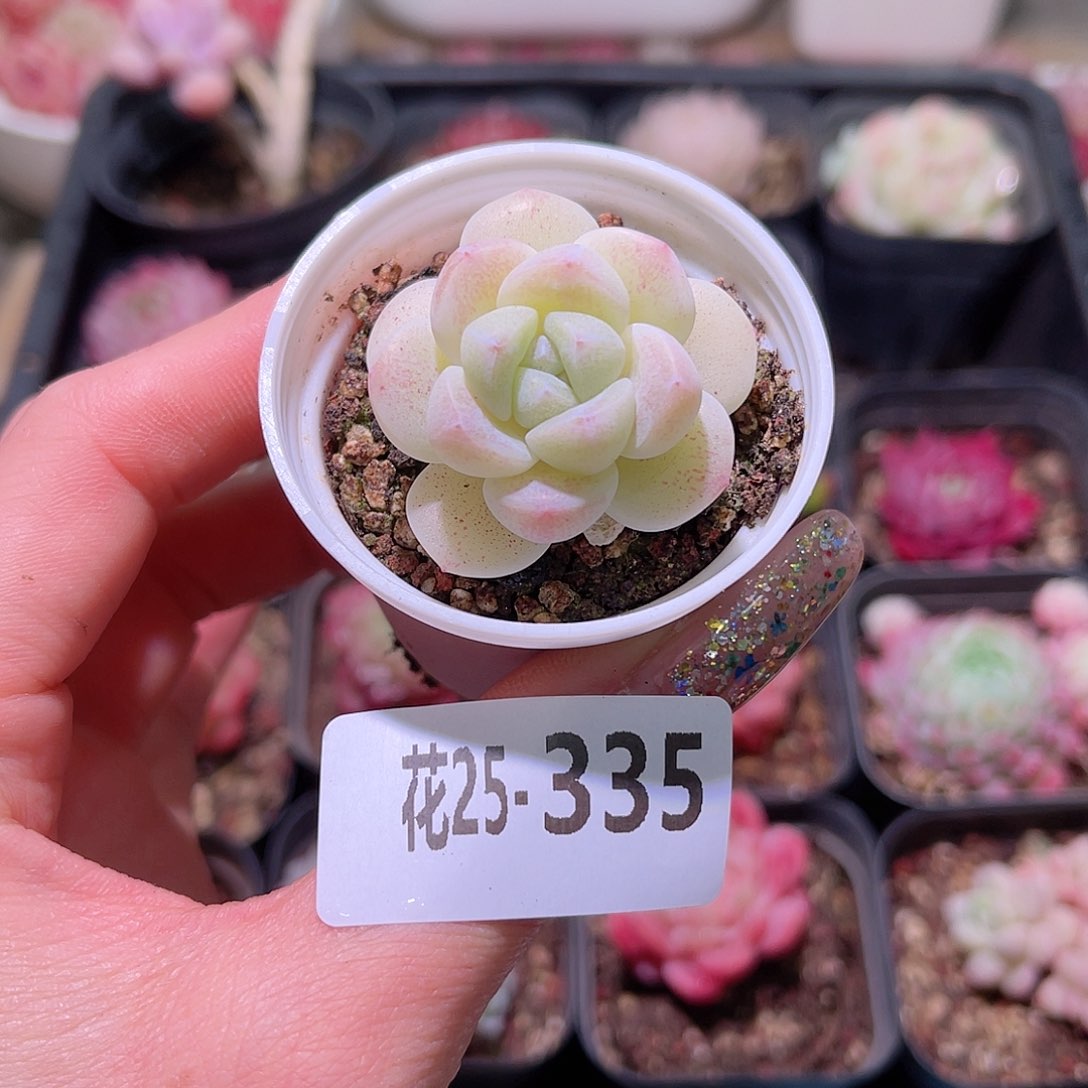 花利美25-335冰玉