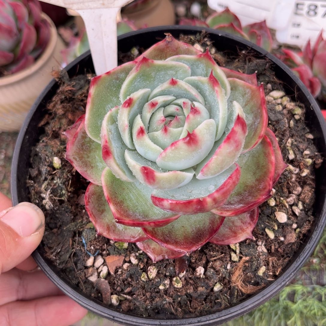 惊鸿一瞥625号多肉