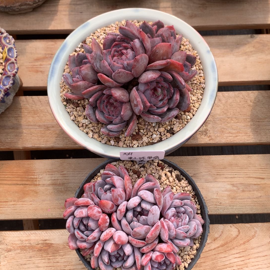 灿专拍补差价逗号的多肉花园