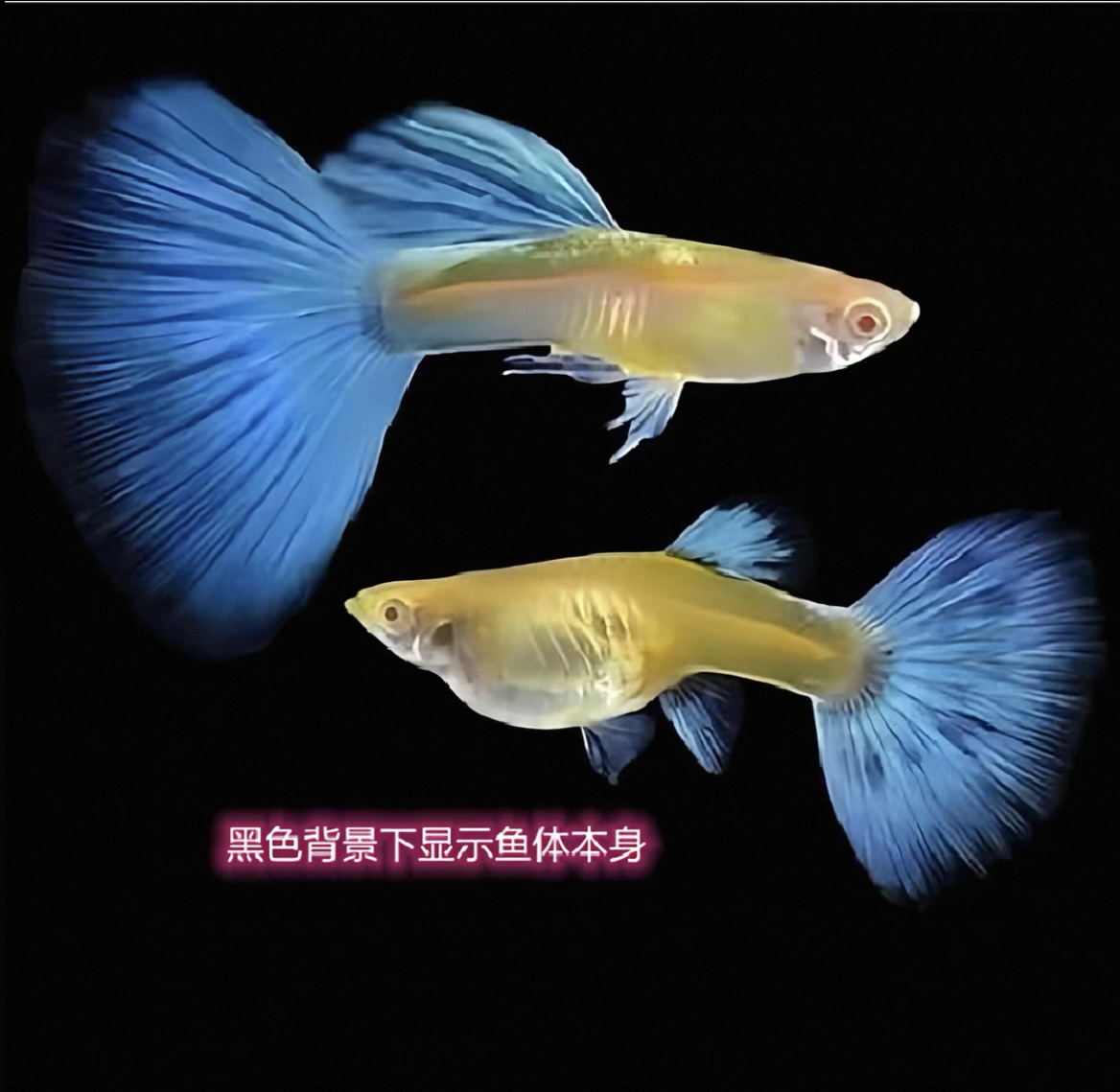 天空蓝孔雀鱼运输包邮包损专业加温发货