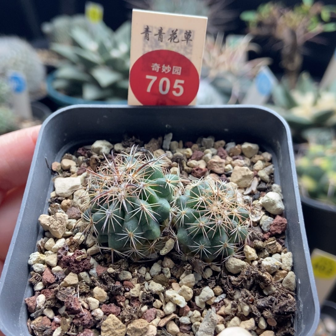 实生双头豪刺琥爪玉一颗，