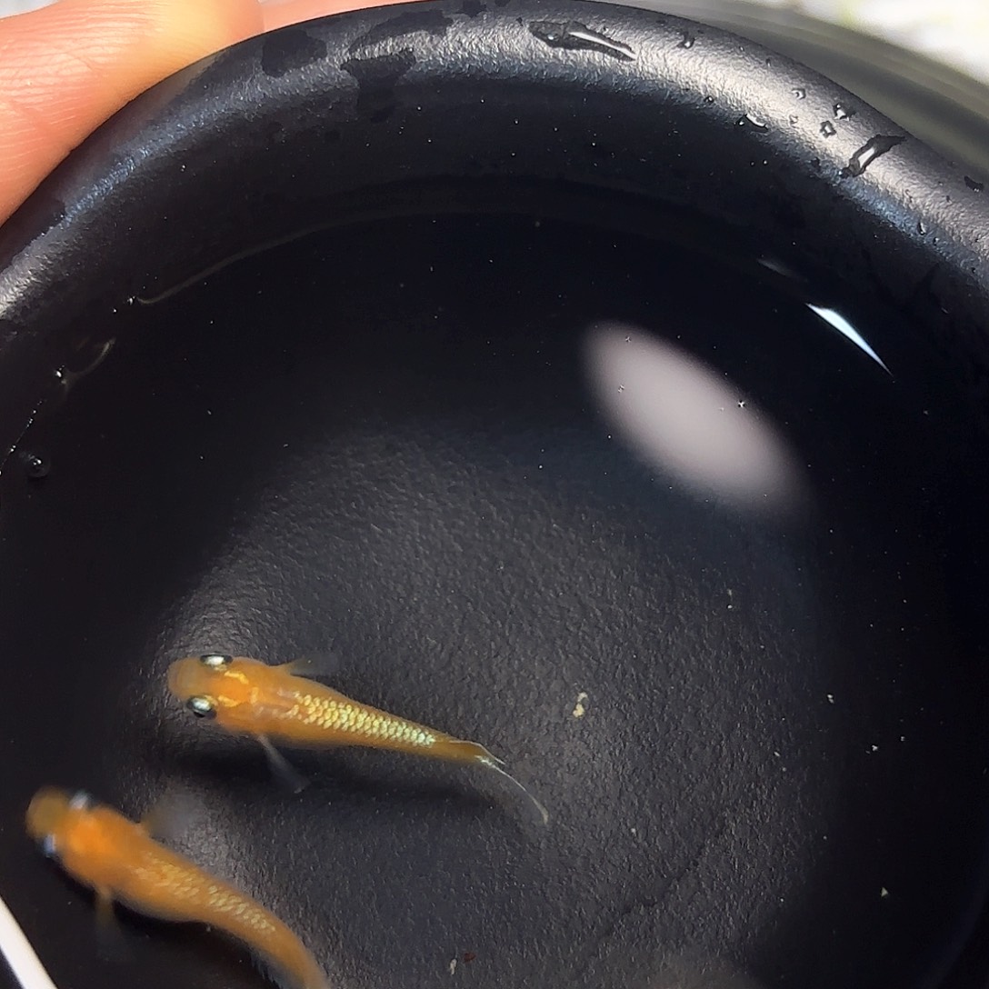 青鳉观背青鳉全红赤壁2