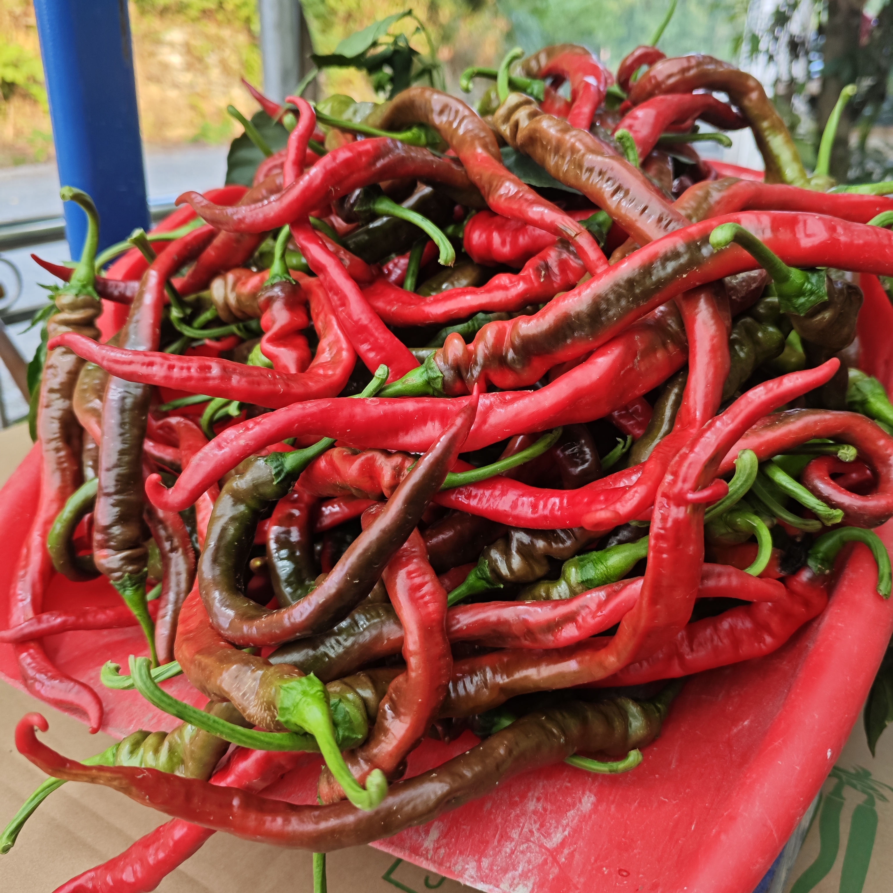 【红辣椒】紫红，青红椒