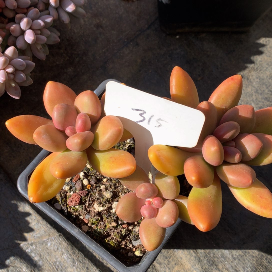 芒果奶72727722727373727