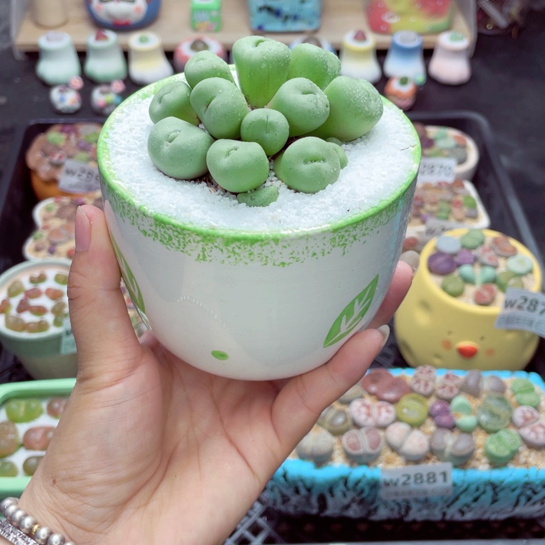 w2888 带盆土发货一物一拍