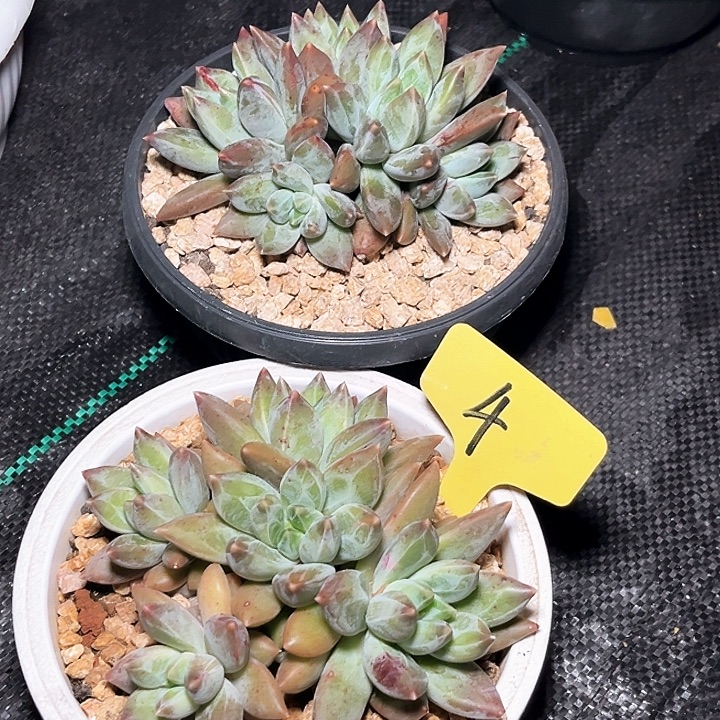 重楼4号码牌子的话题