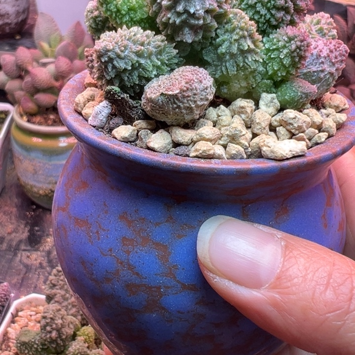 菜***Ο吉祥如意的大人物们都