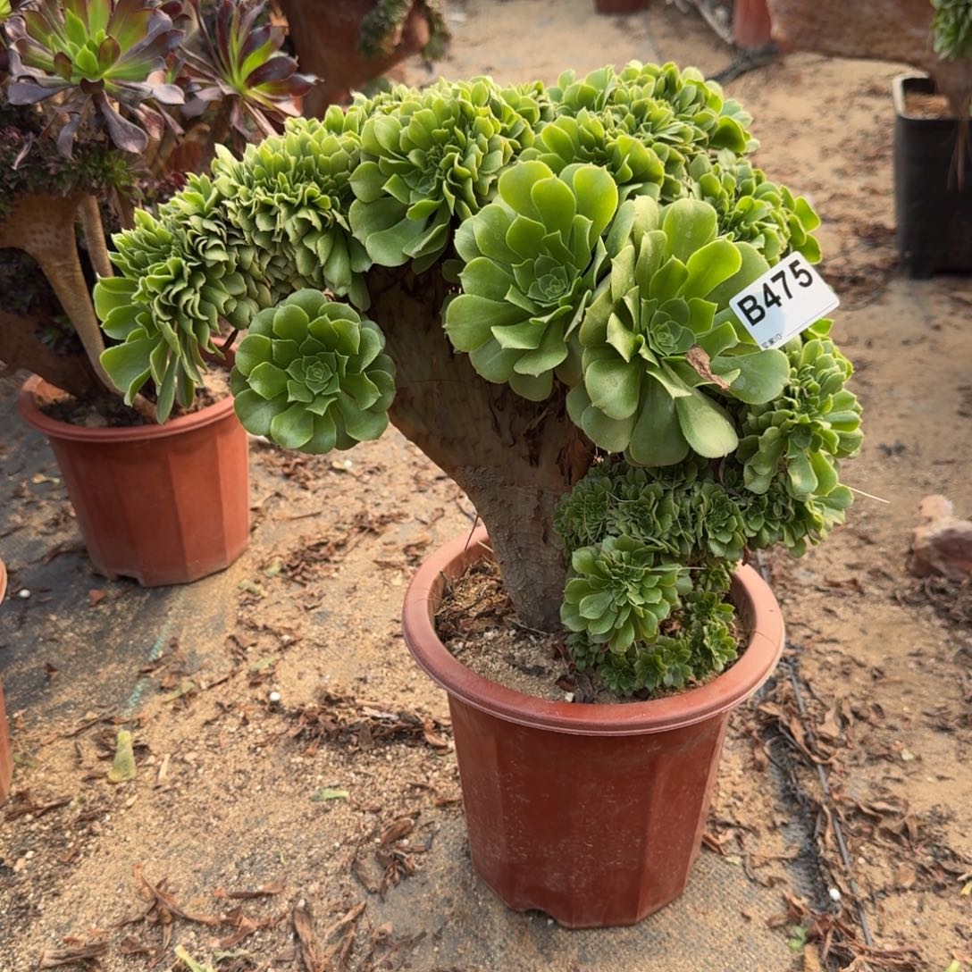 475绿缀朵朵一颗呀呀微瑕