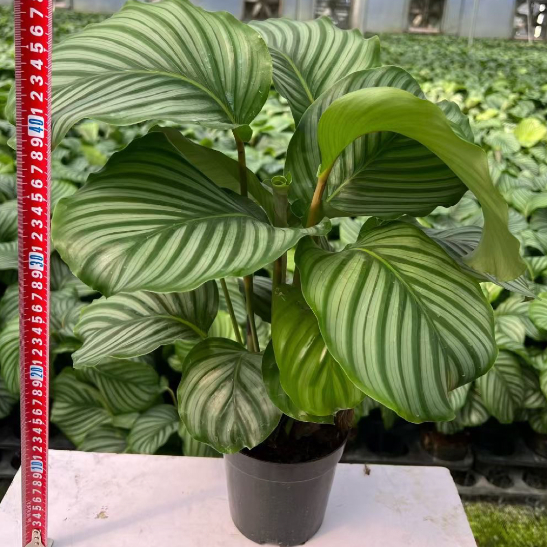 超大青苹果竹芋室内客厅盆栽花卉好养易活北欧风大叶四季长青