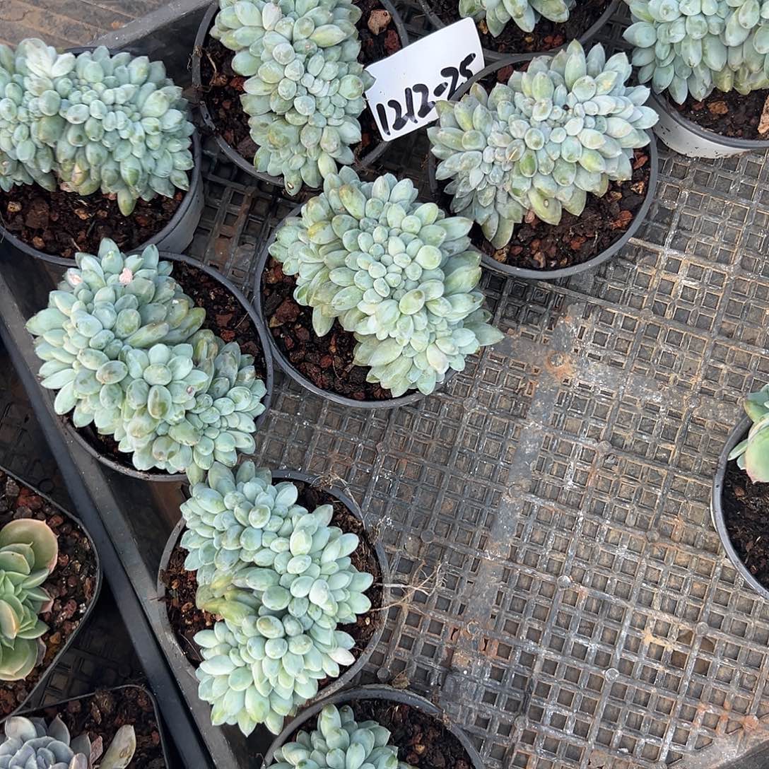 1212-25奶糖缀化多肉随机